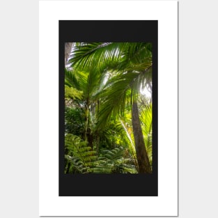 Nikau Palms. Posters and Art